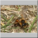 Andrena flavipes - Sandbiene w002d 10mm - OS-Wallenhorst-Sandgrube-det.jpg